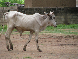 02 Zebu De Ville
